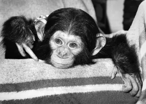 Jambo, a chocolate-coloured baby chimpanzee born at Twycross Zoo in Leicestershire Jambo, a chocolate-coloured baby chimpanzee born at Twycross Zoo in Leicestershire