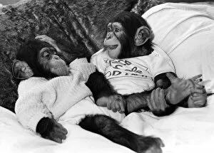 Jamie and Jethro the chimps. November 1987 P009709