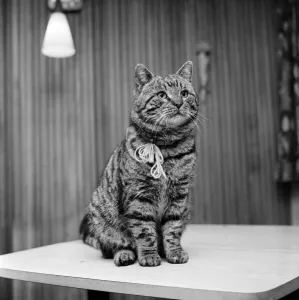 Images Dated 10th February 1972: Jasper the cat with two homes. February 1972 72-1482-001