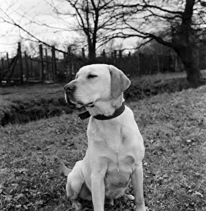 Images Dated 15th April 1975: 'Jasper'the army sniffer dog barred from returning to Britain foloowing his