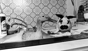 Jemima Puddleduck's bath-time drives everyone quackers unless her good friend Flop Jemima Puddleduck's bath-time drives everyone quackers unless her good friend Flop
