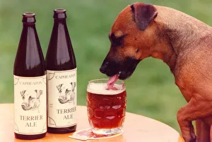 Jessie the Capheaton Terrier has a taste for the ale named after her Jessie the Capheaton Terrier has a taste for the ale named after her
