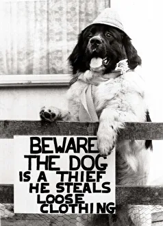 Joe the newfoundland hound who steals clothes from visitors to his master' Joe the newfoundland hound who steals clothes from visitors to his master'