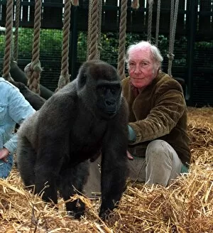 Images Dated 9th December 1997: John Aspinall with a gorilla at Howletts Zoo December 1997
