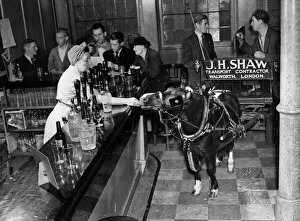 Images Dated 9th October 2007: John Shaw, of Walworth, a fruiterer with a passion for horses owns a pedigree Shetland