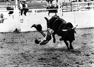 John Wollenburg thrown off bull at Calgary Rodeo 1981