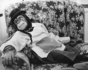 Jolly the chimp takes a break at Twycross Zoo. January 1987