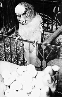 Images Dated 8th March 1970: Josephine the Budgie with eggs 1970