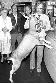 Images Dated 1st August 1979: Jubilee the goat belongs to club steward Ron Bull who runs the Lythalls Lane RAFA club