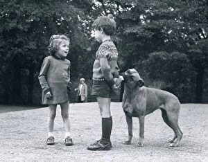 Images Dated 22nd November 1971: Judy the Boxer dog eats an ice cream being held behind the back of 5 year old Carlo