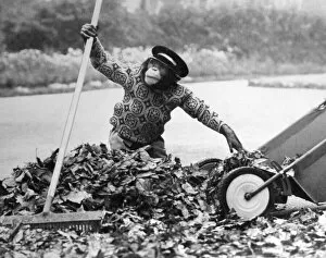 Judy the chimp assists the park keeper at Twycross Zoo y sweeping up the autumn leaves