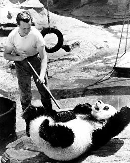 July 1978 Chi Chi the panda at London Zoo gets a scrub