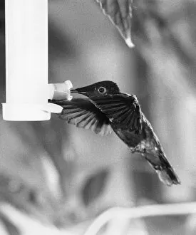Images Dated 17th February 1972: To See It Is Just A Blur. The humming bird, one of the tiniest of all birds of which