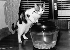 Just Fishing: Sue the curious cat stalks lucky Hughie and his fish mates