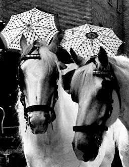 Just back from their holidays these two famous whitbread Shires are feeling the heat Just back from their holidays these two famous whitbread Shires are feeling the heat