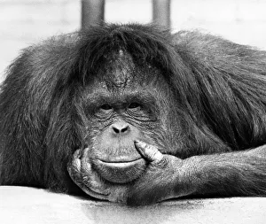 Just standing and staring at Tuan, the orang-utan, is a frequent pastime for the crowds Just standing and staring at Tuan, the orang-utan, is a frequent pastime for the crowds