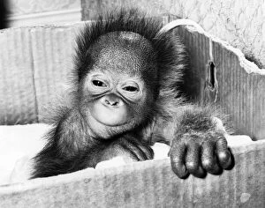 Now at just two weeks old 'Tiba'the oran utan is thriving on the care
