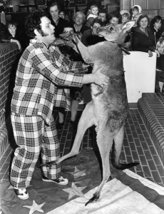 Kangaroo - Skippy the boxing kangaroo made the C R Homeworld, Talbot Green Kangaroo - Skippy the boxing kangaroo made the C R Homeworld, Talbot Green