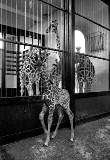 Images Dated 22nd January 1975: Keeper Jeff Nicklin with baby giraffe. January 1975 75-00398-005