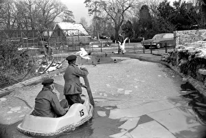 Keepers at Chessington Zoo chip the ice on the storks and ducks pond Keepers at Chessington Zoo chip the ice on the storks and ducks pond