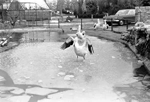 Images Dated 4th January 1971: Keepers at Chessington Zoo chip the ice on the storks and ducks pond