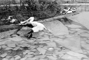 Images Dated 4th January 1971: Keepers at Chessington Zoo chip the ice on the storks and ducks pond