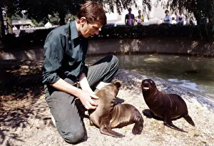 Images Dated 9th August 1984: Keith Short Zoo Keeper with baby sea lions at London Zoo August 1984