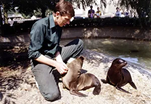 Images Dated 9th August 1984: Keith Short Zoo Keeper with baby sea lions at London Zoo August 1984 animal