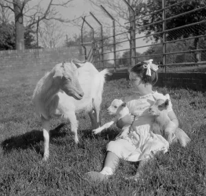 A kid for two farthing. Goat has two kids at Paigton Zoo. May 1956 A kid for two farthing. Goat has two kids at Paigton Zoo. May 1956