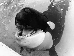 Killer Whale: So Playful Nemo in his Clacton Pier pool. February 1985 P006478