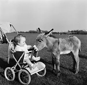 Kim, the baby pygmy donkey, who is a fortnight old, makes the acquaintance of baby Susan Kim, the baby pygmy donkey, who is a fortnight old, makes the acquaintance of baby Susan