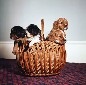 Images Dated 1st November 1972: King Charles Spaniel puppies in a wicker basket. November 1972