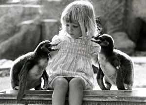 Images Dated 4th September 1981: Kirsten Ogilvie in charge of two baby penguins- September 1981 The