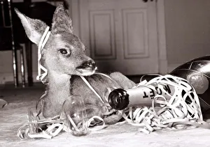 Kiss-Kiss the baby deer with a bottle of champagne at her owners home at Kilverstone Kiss-Kiss the baby deer with a bottle of champagne at her owners home at Kilverstone