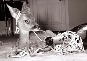 Kiss-Kiss the baby deer with a bottle of champagne at her owners home at Kilverstone Kiss-Kiss the baby deer with a bottle of champagne at her owners home at Kilverstone