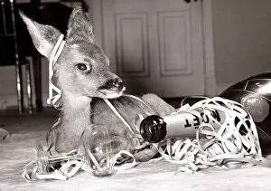 Images Dated 19th December 1980: Kiss-Kiss the baby deer witha bottle of champagne at her owners home at Kilverstone