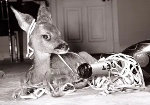 Kiss-Kiss the baby deer witha bottle of champagne at her owners home at Kilverstone Kiss-Kiss the baby deer witha bottle of champagne at her owners home at Kilverstone