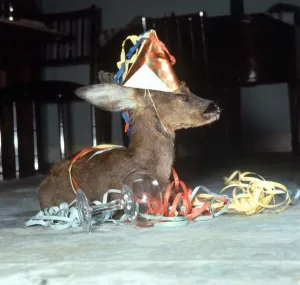 Kiss Kiss the Fawn tries out champagne Animal baby deer drinking at party Kiss Kiss the Fawn tries out champagne Animal baby deer drinking at party