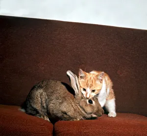 A kitten sitting on the sofa with a rabbit August 1973 A kitten sitting on the sofa with a rabbit August 1973