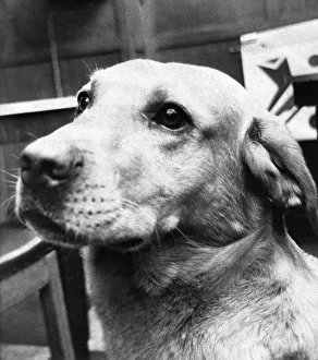 A Labrador called King who is the softest guard dog in the world A Labrador called King who is the softest guard dog in the world