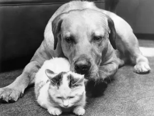 Bill the Labrador keeping a watchful eye over a kitten Bill the Labrador keeping a watchful eye over a kitten