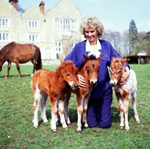 Lady Fisher with falabellas at Kilverstone Wildlife Park January 1987