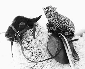 Images Dated 18th January 1980: Lady Jane the sheep who is tame enough to give children rides is giving a ride to a baby