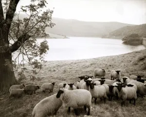 Ladybower Reservoiron the Snake Road to Sheffield. scenic - river lake hills trees Ladybower Reservoiron the Snake Road to Sheffield. scenic - river lake hills trees