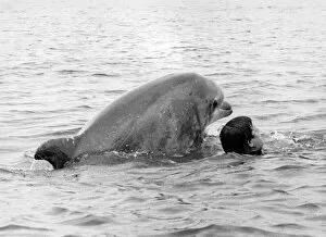 Lakeman and Percy the dolphin swimming together. July 1984 P011846