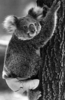 Lally the Koala seen here with a broken leg which she receive during trying to escape a