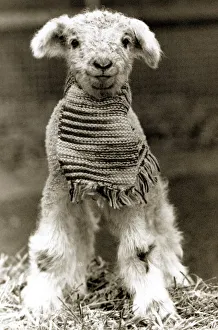 Lamb - December 1988 wearing a scarf as it was born in december rather than being a Lamb - December 1988 wearing a scarf as it was born in december rather than being a
