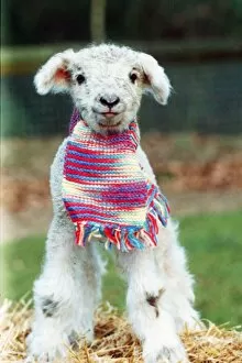 Images Dated 9th December 1988: Lamb wearing a scarf