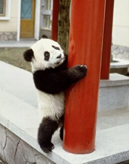 Lan Tian the giant panda at Wolong Panda Reserve in China November 1987