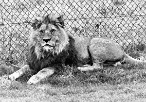 Images Dated 1st April 1978: One of the large male lions at Lambton Pleasure Park in April 1978